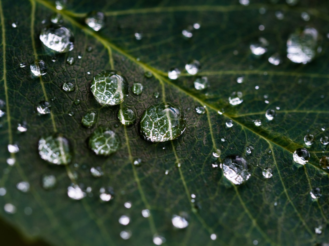 Dew drops on a leaf - how humidity affects wide plank floors