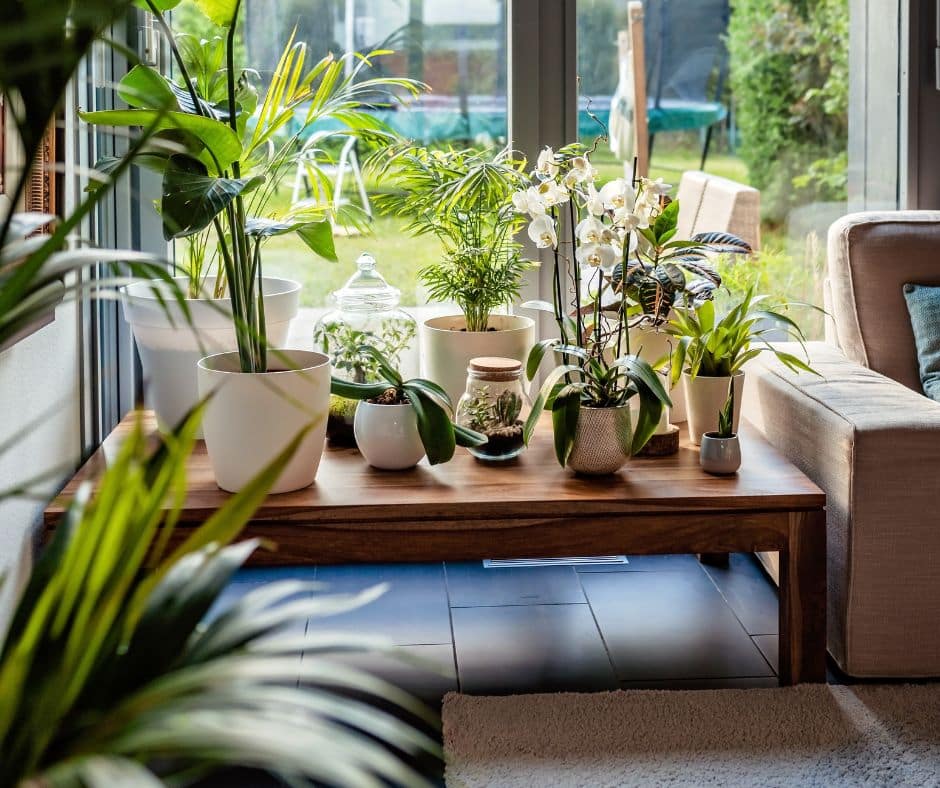 greenery in sunroom