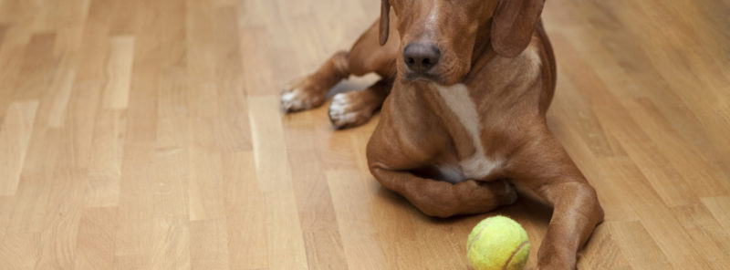 Best hardwood floors to choose with pets in the home