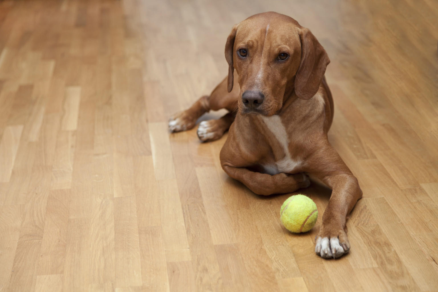Best hardwood floors to choose with pets in the home